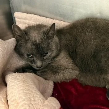An adult medium-sized female Domestic Short Hair cat named Hotdog for adoption in Cumming, GA