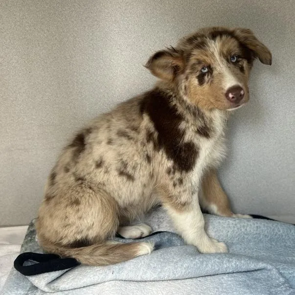 A baby small-sized female Brown / Chocolate Mixed Breed dog named Lil Suzy for adoption in Davenport, IA