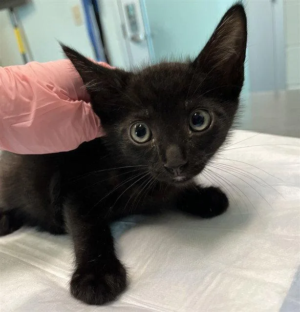 A baby small-sized male Domestic Short Hair cat named Sea Breeze for adoption in Tavares, FL