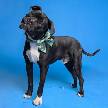 An adult large-sized male Mixed Breed dog named Vegas for adoption in Atlanta, GA