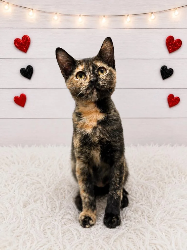 A baby small-sized female Domestic Short Hair cat named Daphne for adoption in Corpus Christi, TX