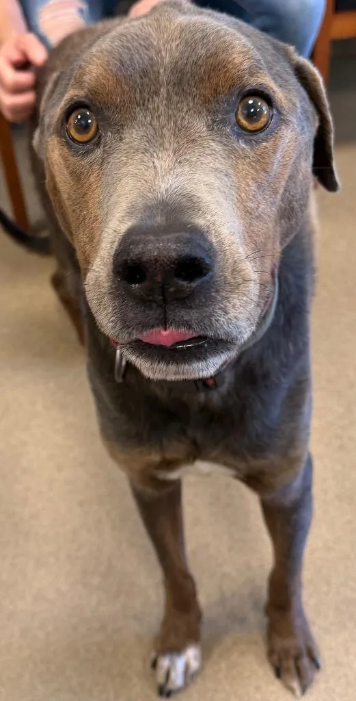 An adult large-sized male Terrier dog named Peanut for adoption in Ferndale, NY