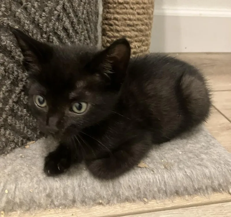 A baby small-sized female Black Domestic Short Hair cat named Gouda for adoption in Oakdale, CA
