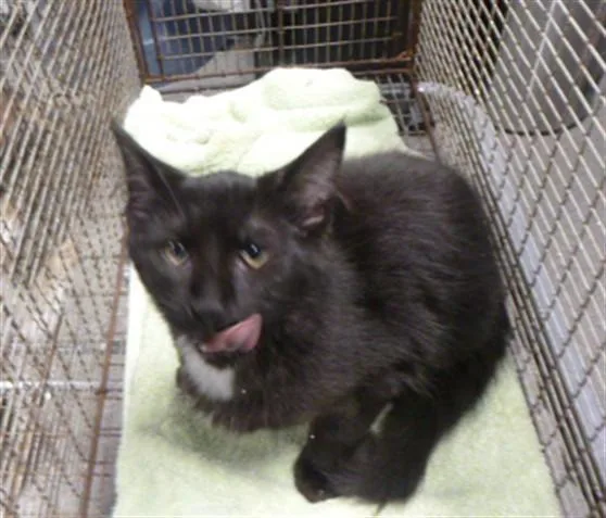 A baby medium-sized male Domestic Medium Hair cat named Lincoln for adoption in Kalamazoo, MI