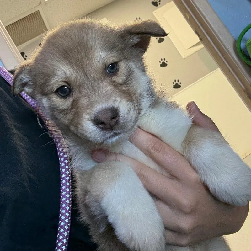 A baby medium-sized female Yellow / Tan / Blond / Fawn Collie dog named Hazel for adoption in Casa Grande, AZ