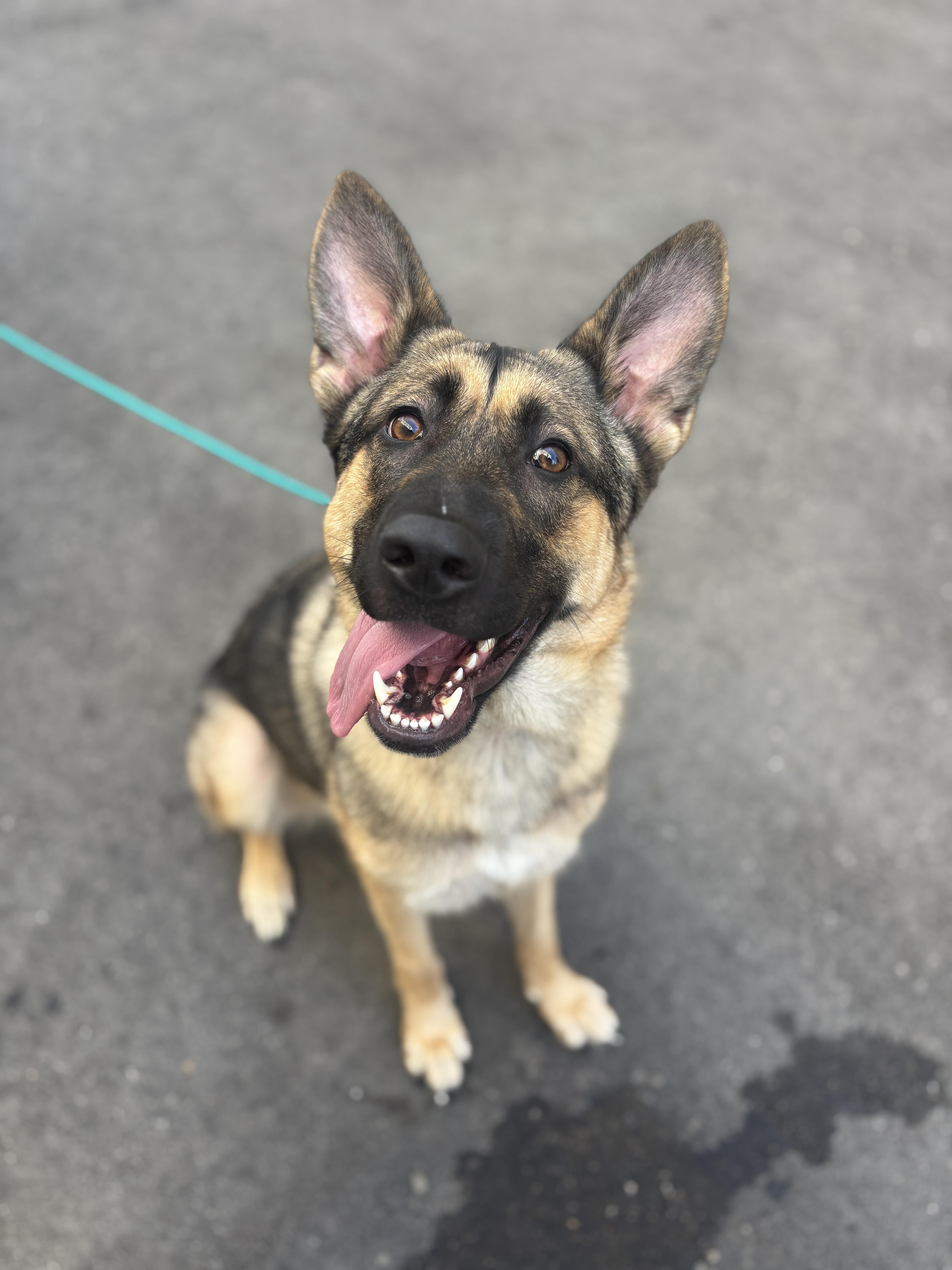 A young large-sized female German Shepherd Dog named Xena for adoption in Los Osos, CA