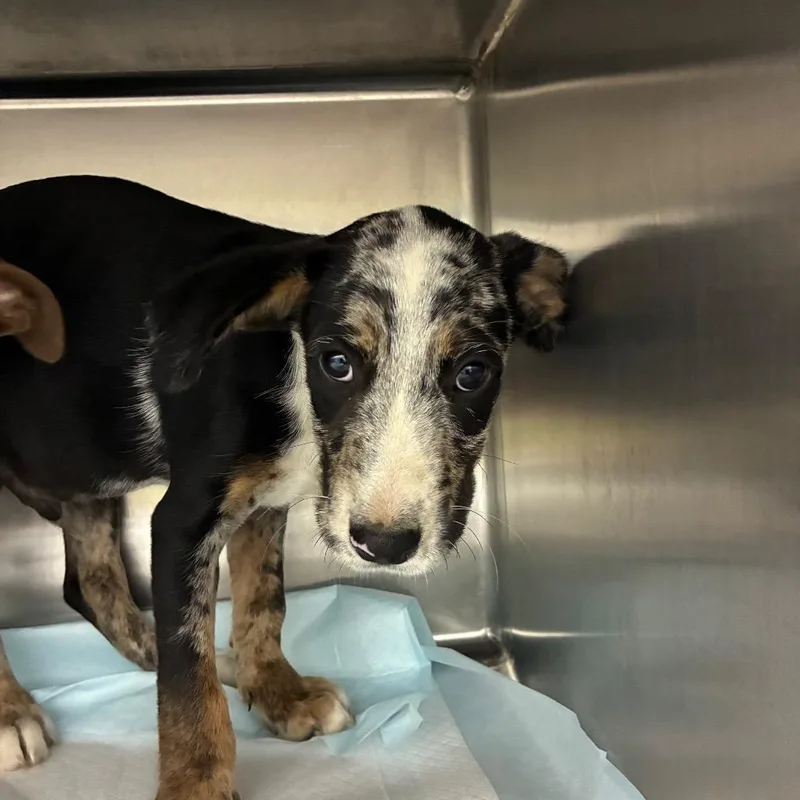 A baby small-sized male Mixed Breed dog named Chive for adoption in Corbin, KY