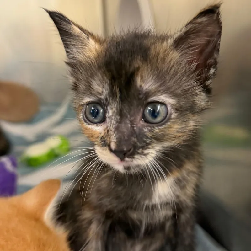 A baby small-sized female Black Domestic Short Hair cat named Aspen for adoption in West Palm Beach, FL