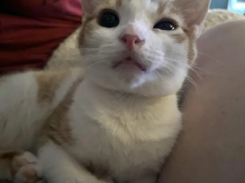 Phinneas