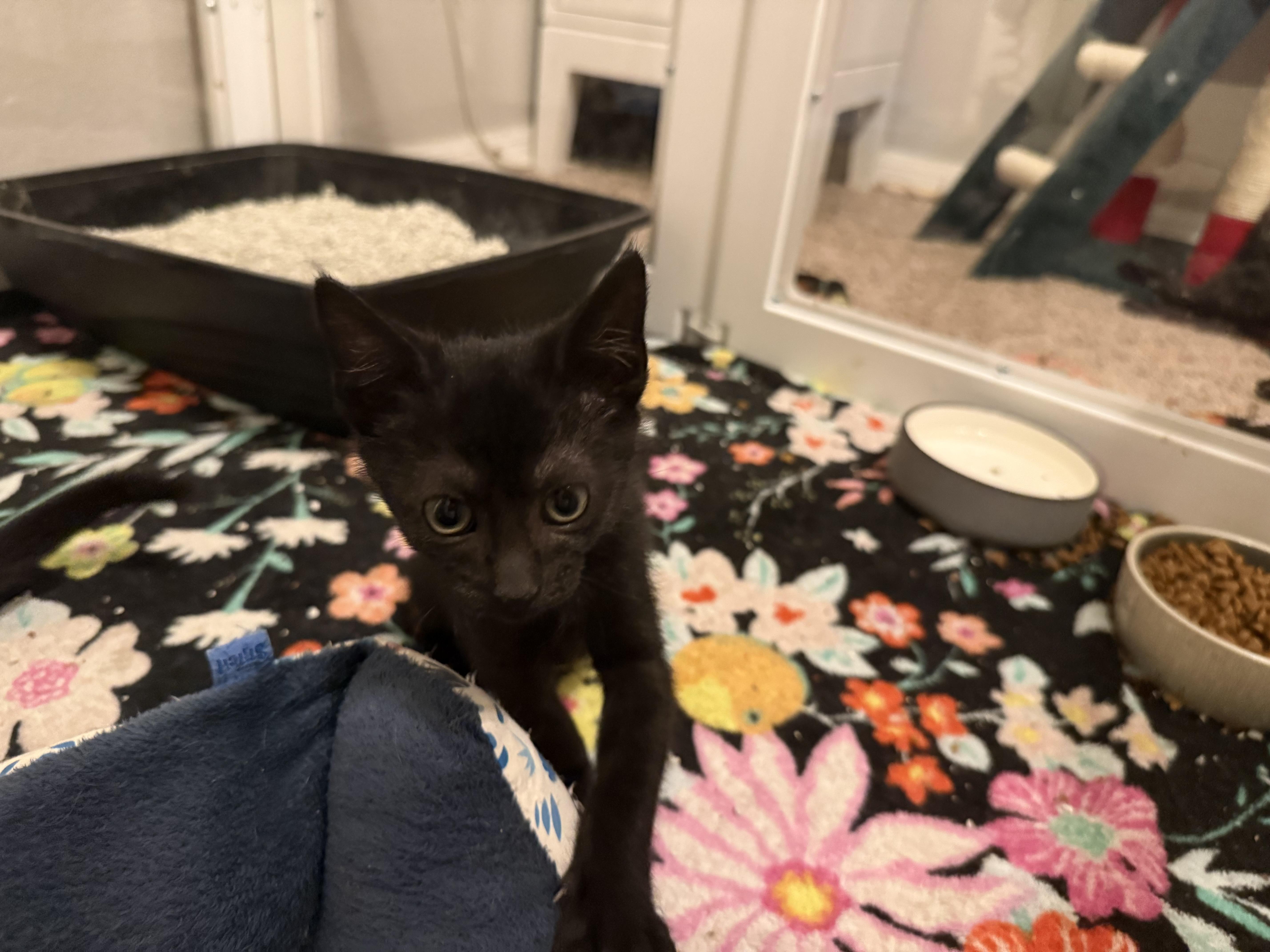 A baby medium-sized female Black Domestic Short Hair cat named Beef Ribs for adoption in Intercession city , FL