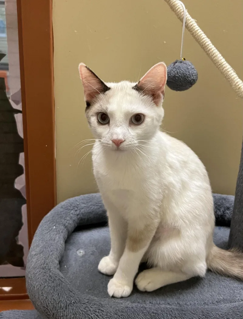 A young medium-sized female Buff / Tan / Fawn Domestic Short Hair cat named Periwinkle for adoption in Blasdell, NY
