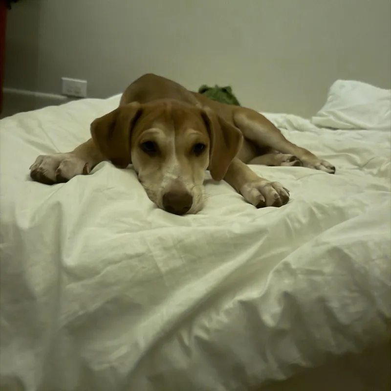 A baby medium-sized female Yellow Labrador Retriever dog named Coffee for adoption in MISSION, TX