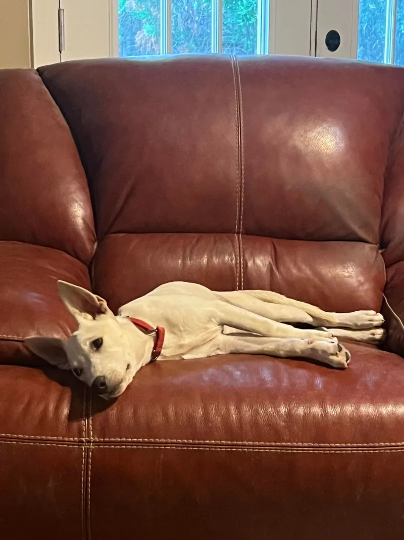 A baby large-sized female Yellow / Tan / Blond / Fawn Shepherd dog named Crystal for adoption in San Antonio, TX