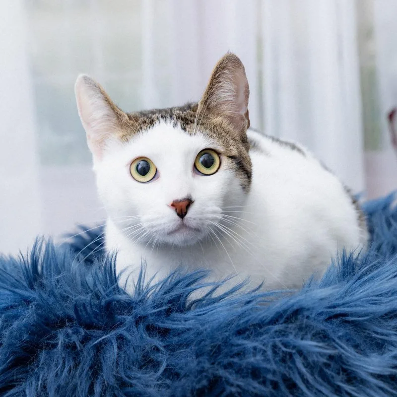 A young extra large-sized male Domestic Short Hair cat named Claude for adoption in Los Angeles, CA