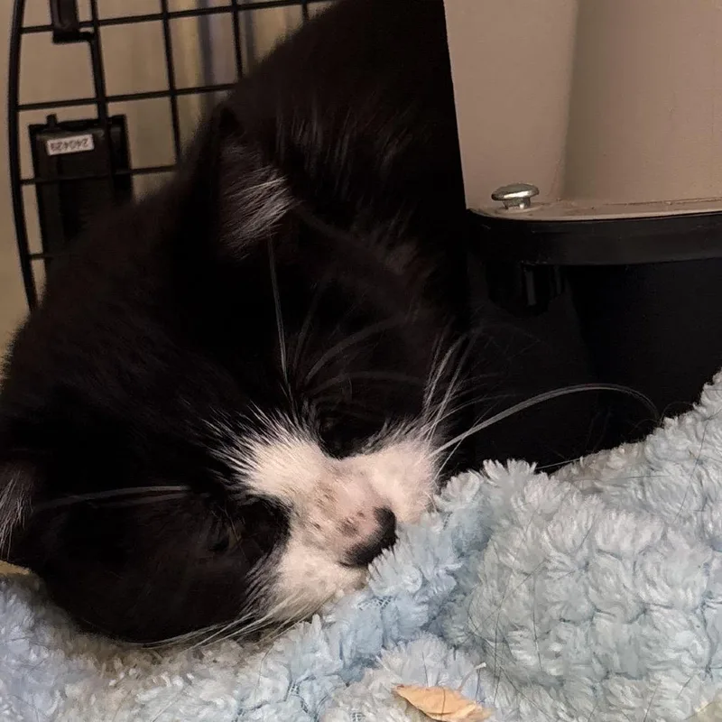 A senior medium-sized female Black Domestic Short Hair cat named Joyce for adoption in Santa Barbara, CA