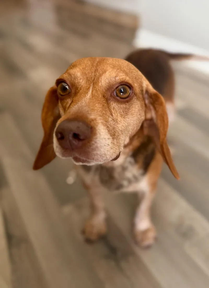 A young small-sized female Beagle dog named Asia for adoption in Dunnellon, FL