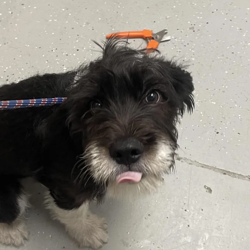 A baby small-sized male Black Mixed Breed dog named Manfred for adoption in Blairsville, GA