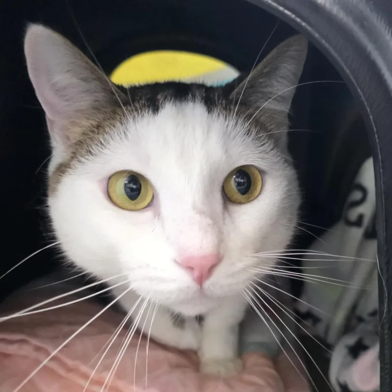 An adult large-sized male White Domestic Short Hair cat named Kevin for adoption in Fort Wayne, IN