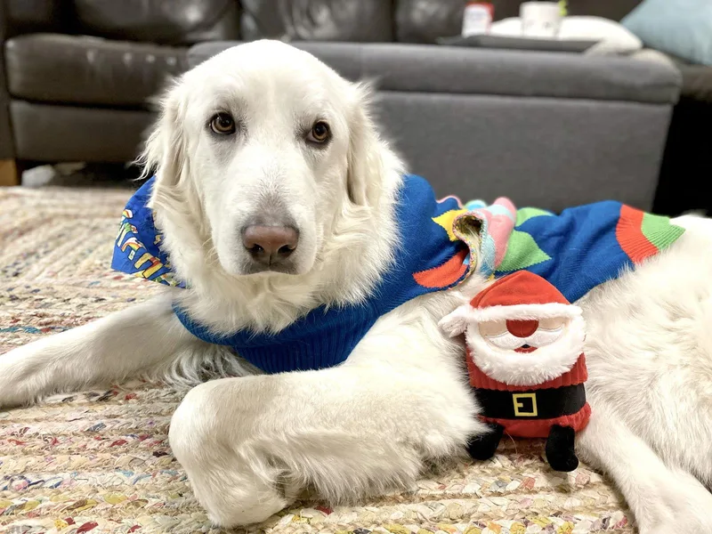 A senior large-sized male Great Pyrenees dog named Howie for adoption in Spring, TX