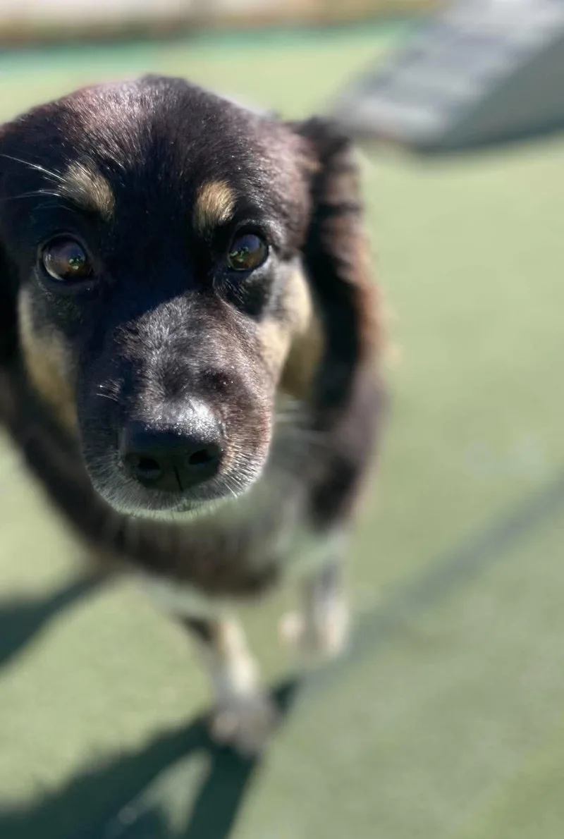 An adult medium-sized female Black Australian Shepherd dog named Rose for adoption in Sparta, WI
