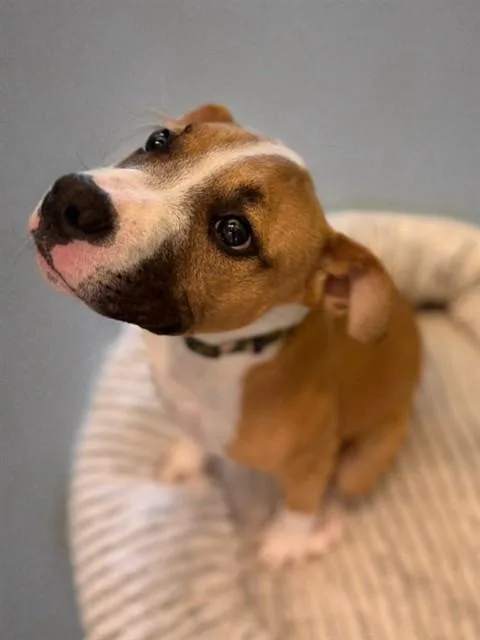 A baby medium-sized female Pit Bull Terrier dog named Bonnie for adoption in Agoura, CA