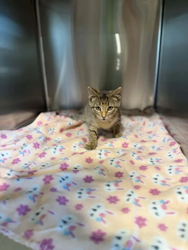 A baby small-sized female Domestic Short Hair cat named Lil Bit for adoption in Dysart, IA
