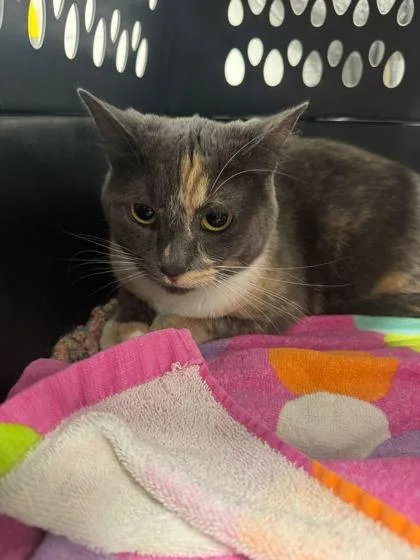 An adult medium-sized female Domestic Short Hair cat named Tuna for adoption in Sevierville, TN