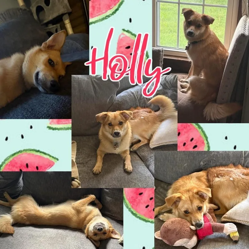 Holly thumbnail 3