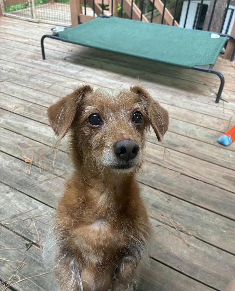 Toby