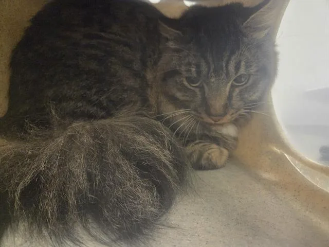 A young medium-sized male Domestic Long Hair cat named Marsik for adoption in Kent, WA