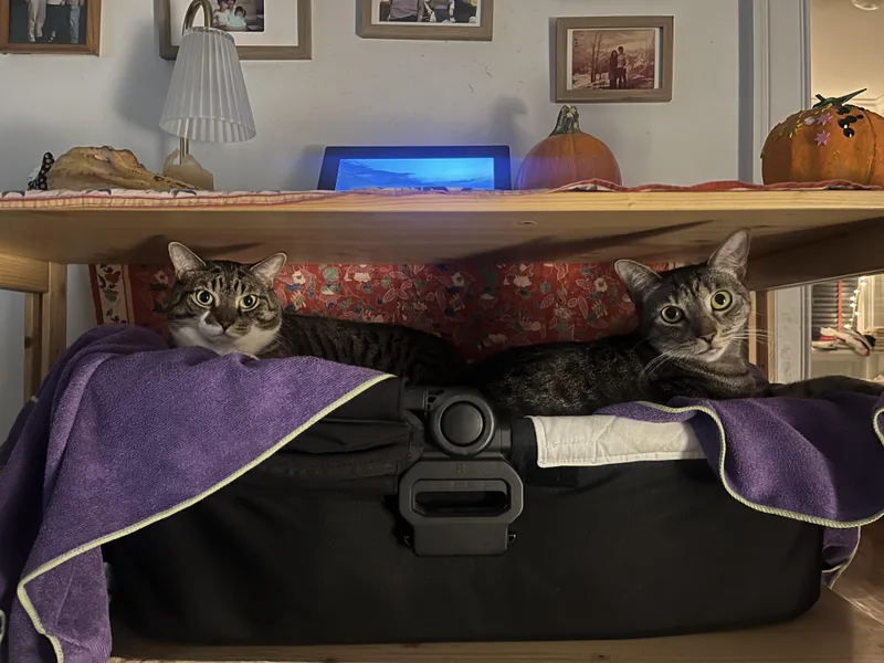 Lillianshirley thumbnail 3