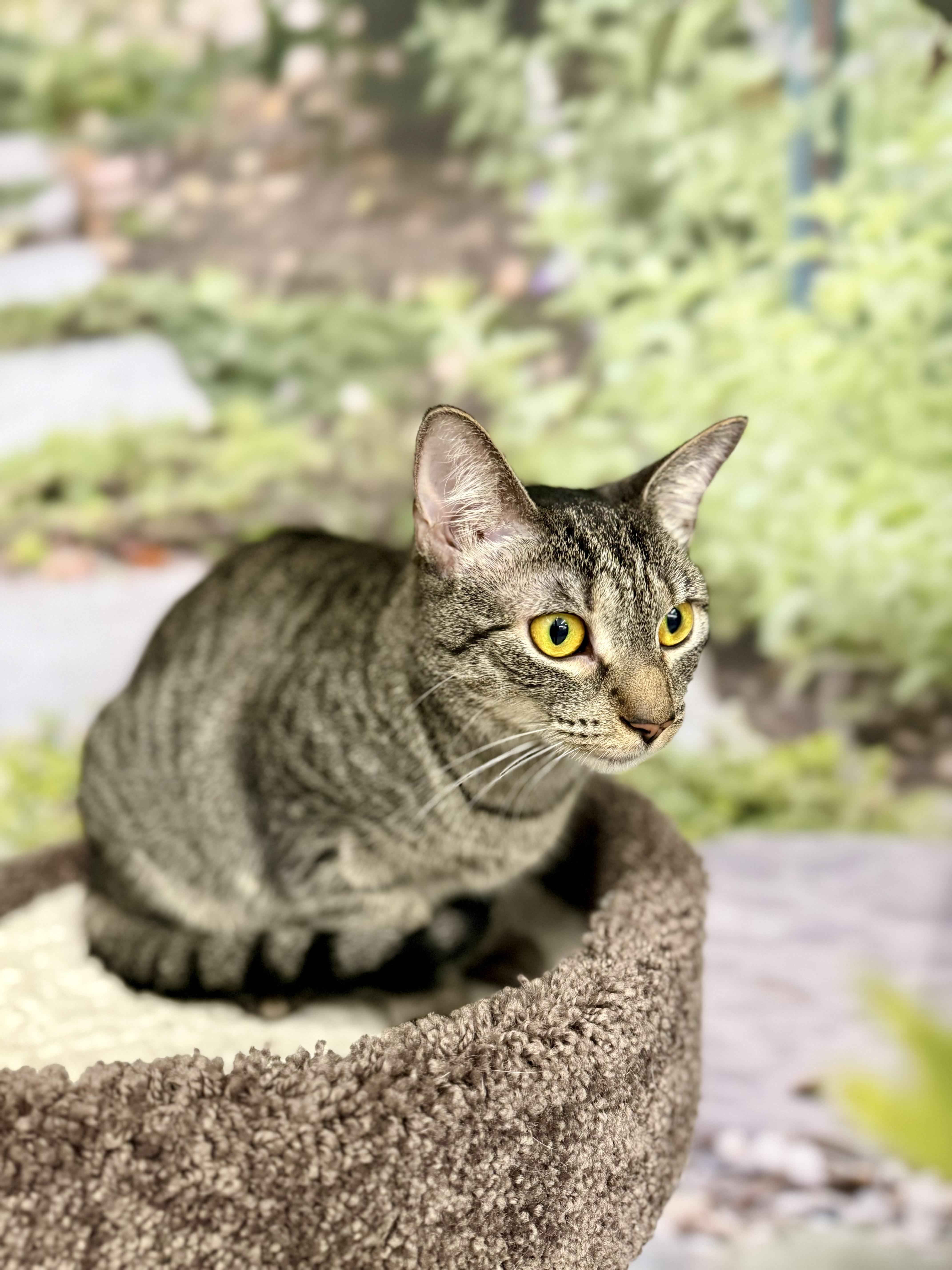 Lillianshirley thumbnail 4