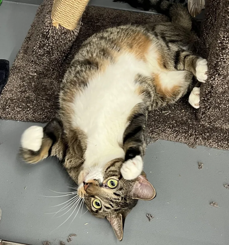 Lillianshirley thumbnail 5