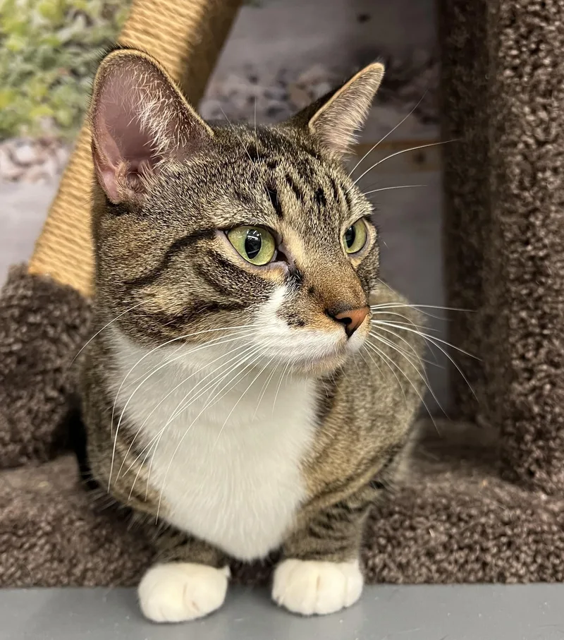 Lillianshirley thumbnail 6