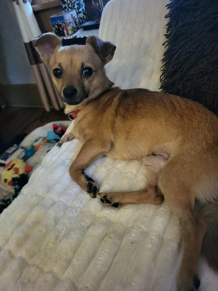 A young small-sized male Brown / Chocolate Chihuahua dog named Benji for adoption in Shawnee, OK