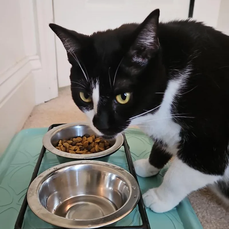 An adult small-sized female Black Domestic Short Hair cat named Hollie for adoption in Winchester, VA