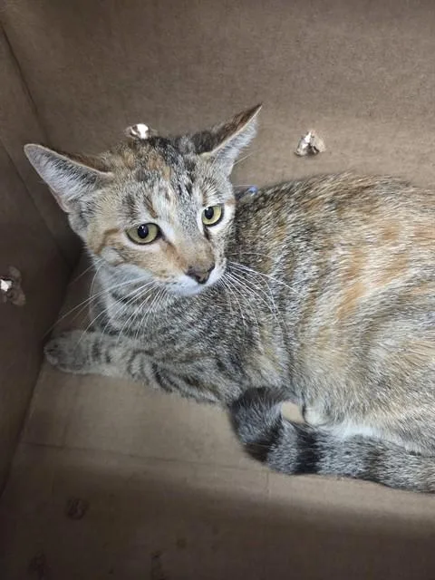 A young medium-sized female Domestic Short Hair cat named Dolly Purrton for adoption in Killeen, TX
