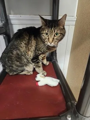 An adult medium-sized male Domestic Short Hair cat named Zeke for adoption in Bloomsburg, PA