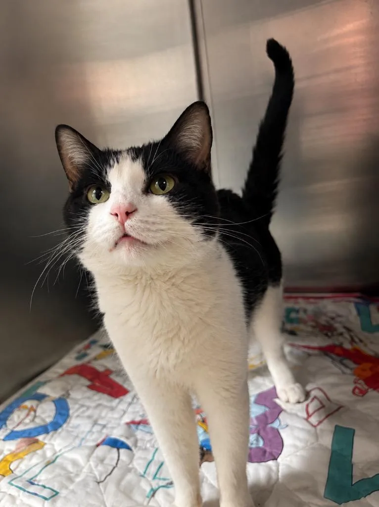 A young medium-sized male Domestic Short Hair cat named Berrykin Bloom for adoption in Fort Lupton, CO