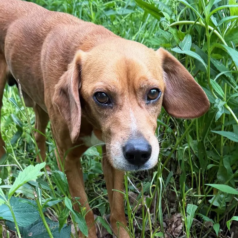 An adult medium-sized male Golden Beagle dog named Richard Corey for adoption in London, OH