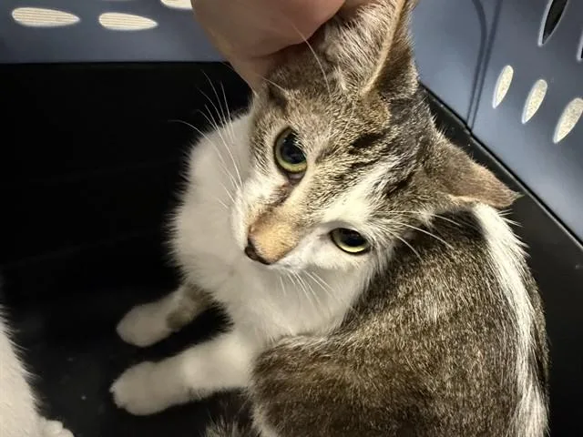 A young medium-sized female Domestic Short Hair cat named Margaret for adoption in Kalamazoo, MI