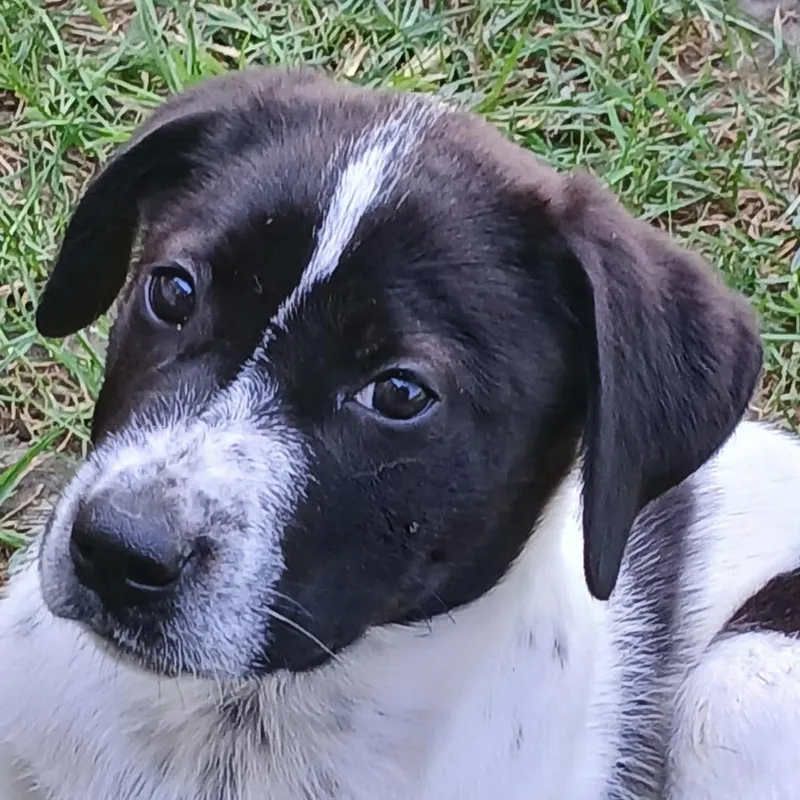 A baby small-sized female Australian Cattle Dog / Blue Heeler dog named Moana  teal for adoption in Greenfield, IN