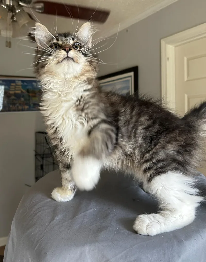 A baby medium-sized male Tabby (Buff / Tan / Fawn) Domestic Medium Hair cat named Gideon for adoption in Calera, AL
