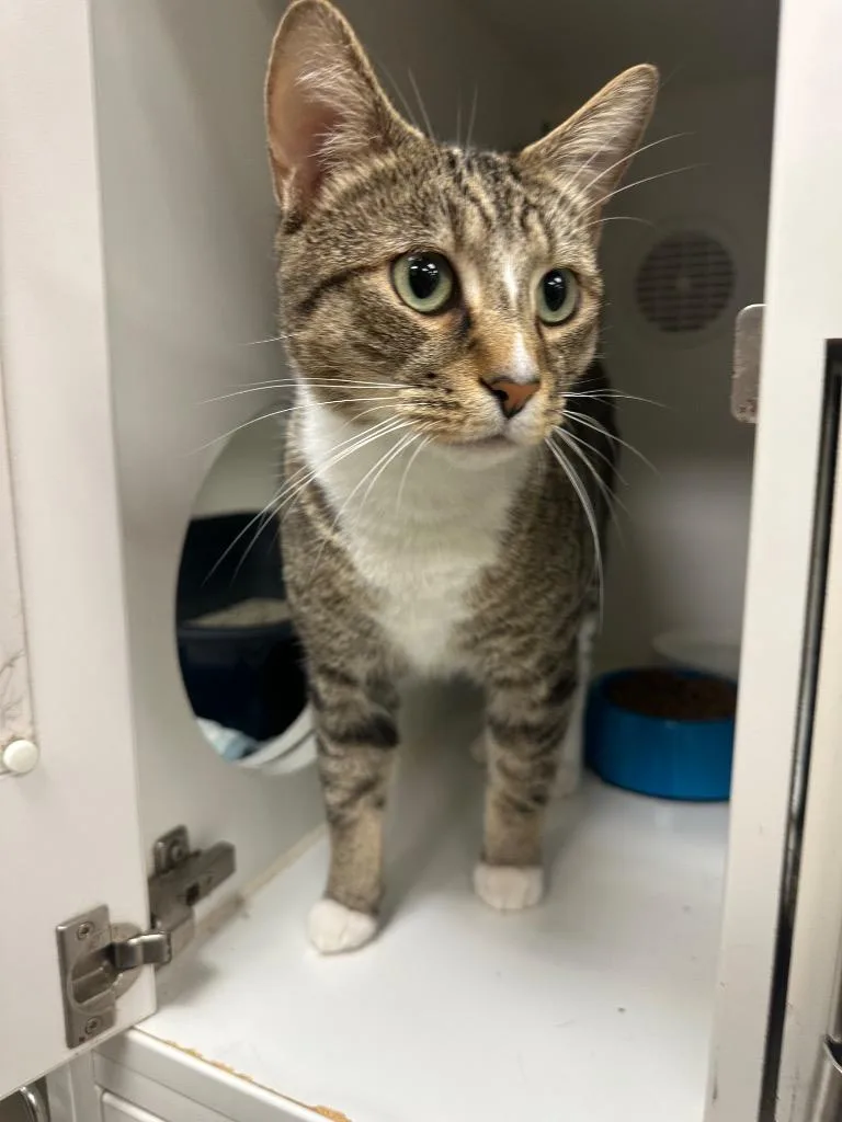 A young medium-sized male Domestic Short Hair cat named Scampers for adoption in Johnson City, TN