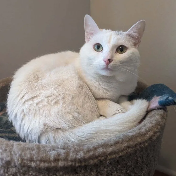 A young medium-sized female White Domestic Short Hair cat named Bella for adoption in Plainville, CT