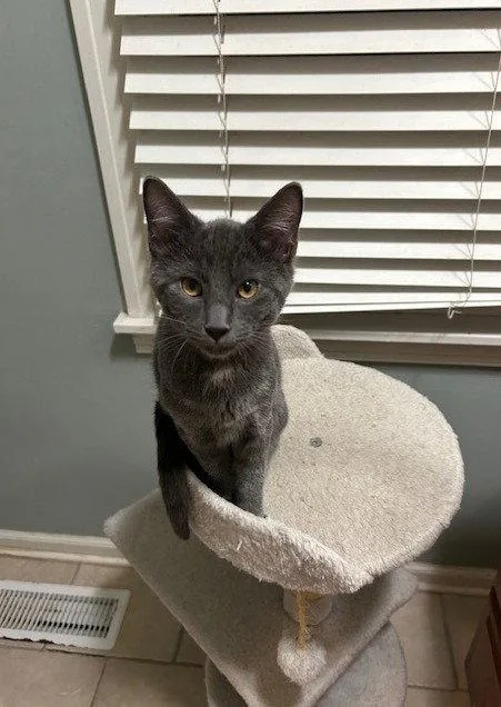 A baby medium-sized male Gray / Blue / Silver Domestic Short Hair cat named Doug for adoption in Nashville, TN