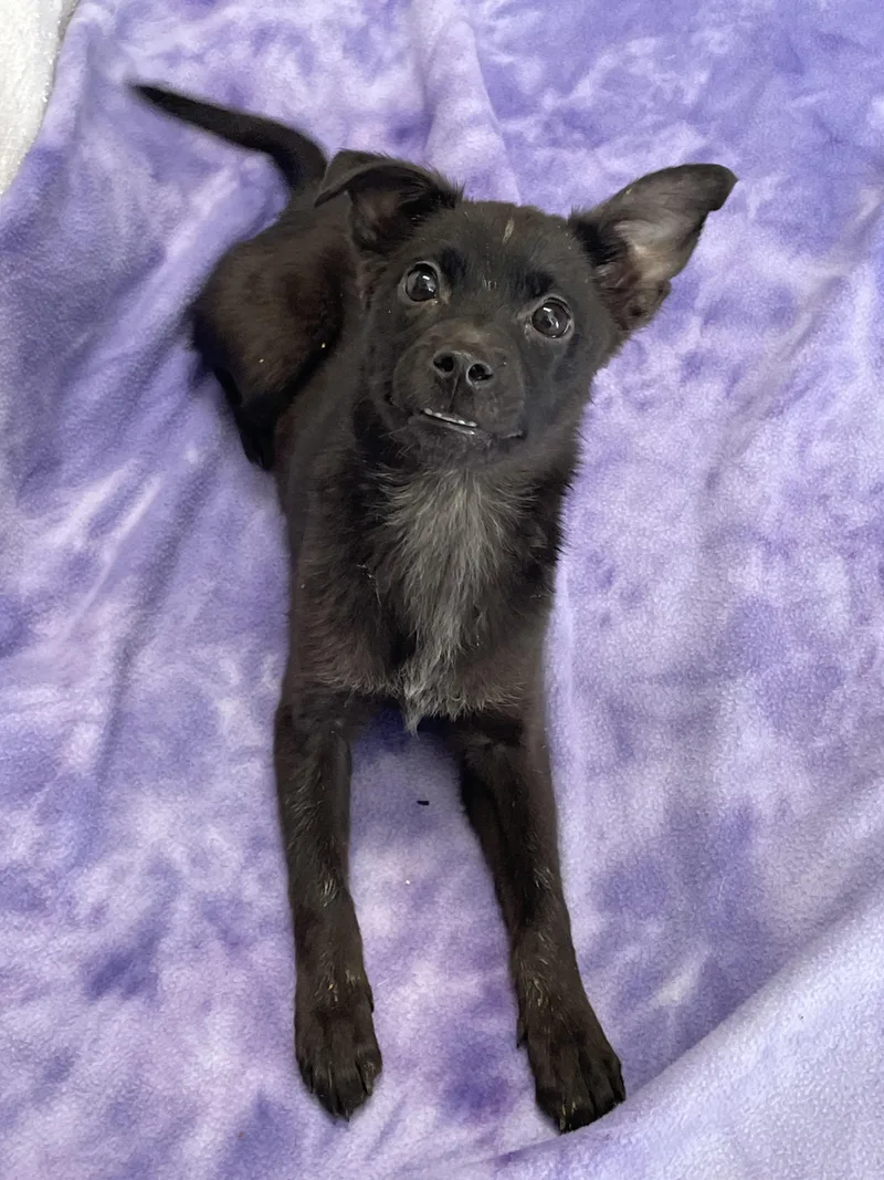 A baby small-sized female Black Terrier dog named Bree for adoption in Lacon, IL