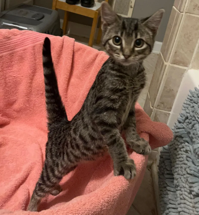 A baby medium-sized female Tabby cat named Paris for adoption in Columbia, SC