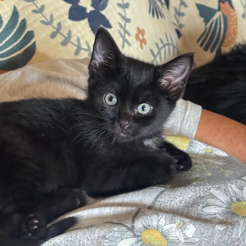 A baby small-sized female Black Domestic Short Hair cat named Frannie Jane for adoption in Tulsa, OK