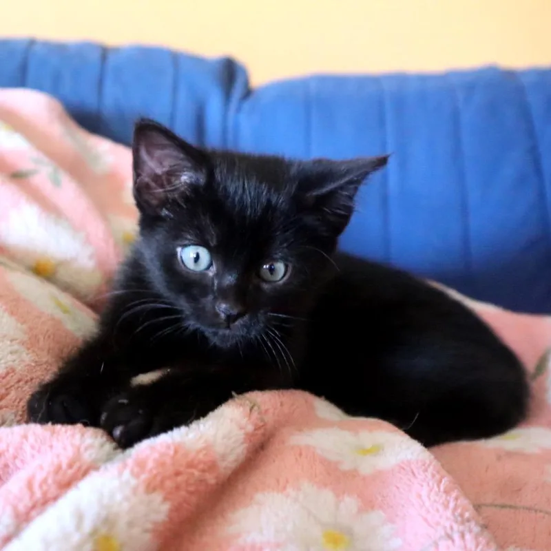 Frannie Jane thumbnail 2
